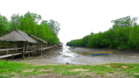 Successful Mangrove Afforestation Project: From 1 Hectare 1 afforestation