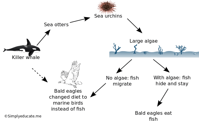 Difference Between Ecosystem Services and Ecosystem Functions 1 ecosystemfunction