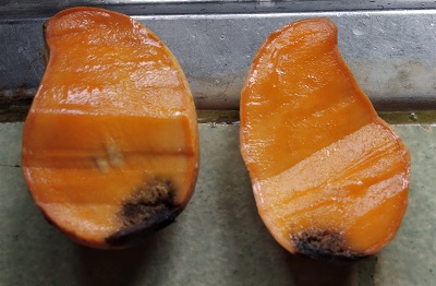 Mango Pulp Weevil: A Pest Control Problem in Palawan Island 4 mango rot
