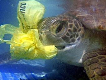 turtleatingplastic