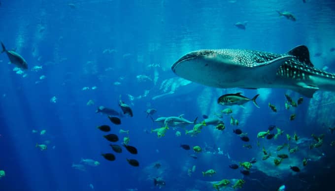 100 Things To Do in Cebu-Queen City of the South, Philippines 1 Cebu City