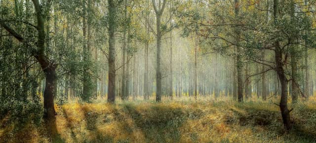 What is the Value of a Forest? 1001 Remarkable Uses 1 forestvalue
