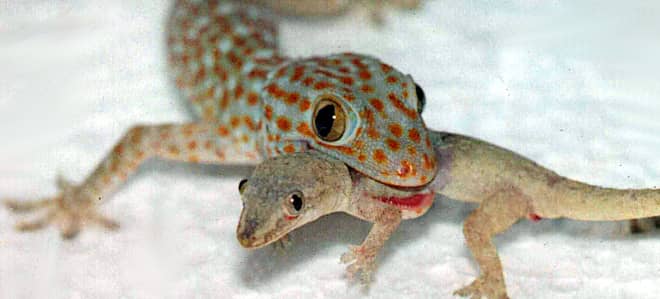 house lizards