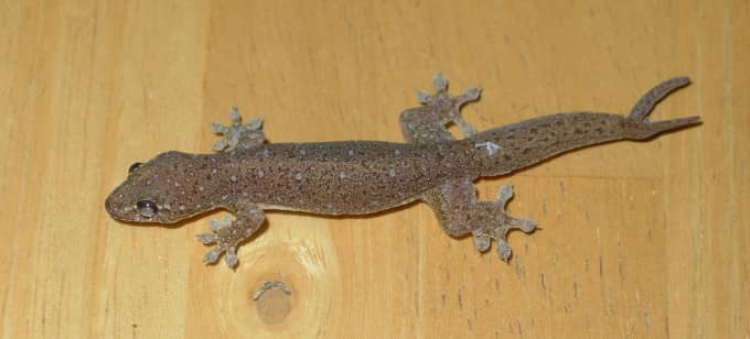house lizard