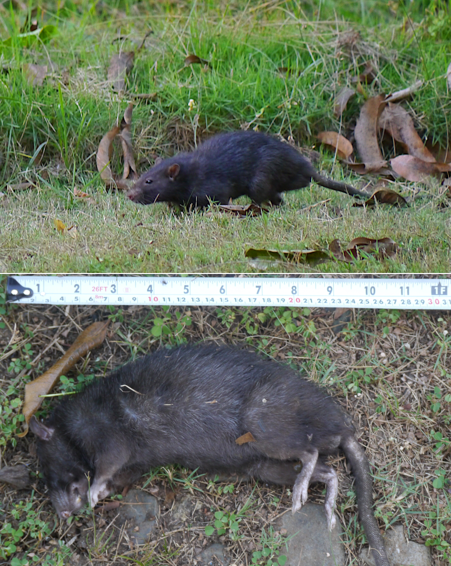 how to get rid of rats