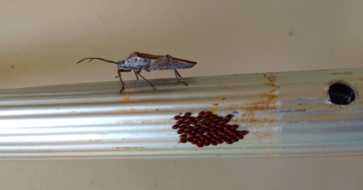 Stink Bugs: 9 Natural Ways to Control and Avoid Infestation 1 stink bugs