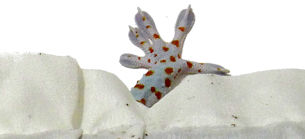 gecko foot