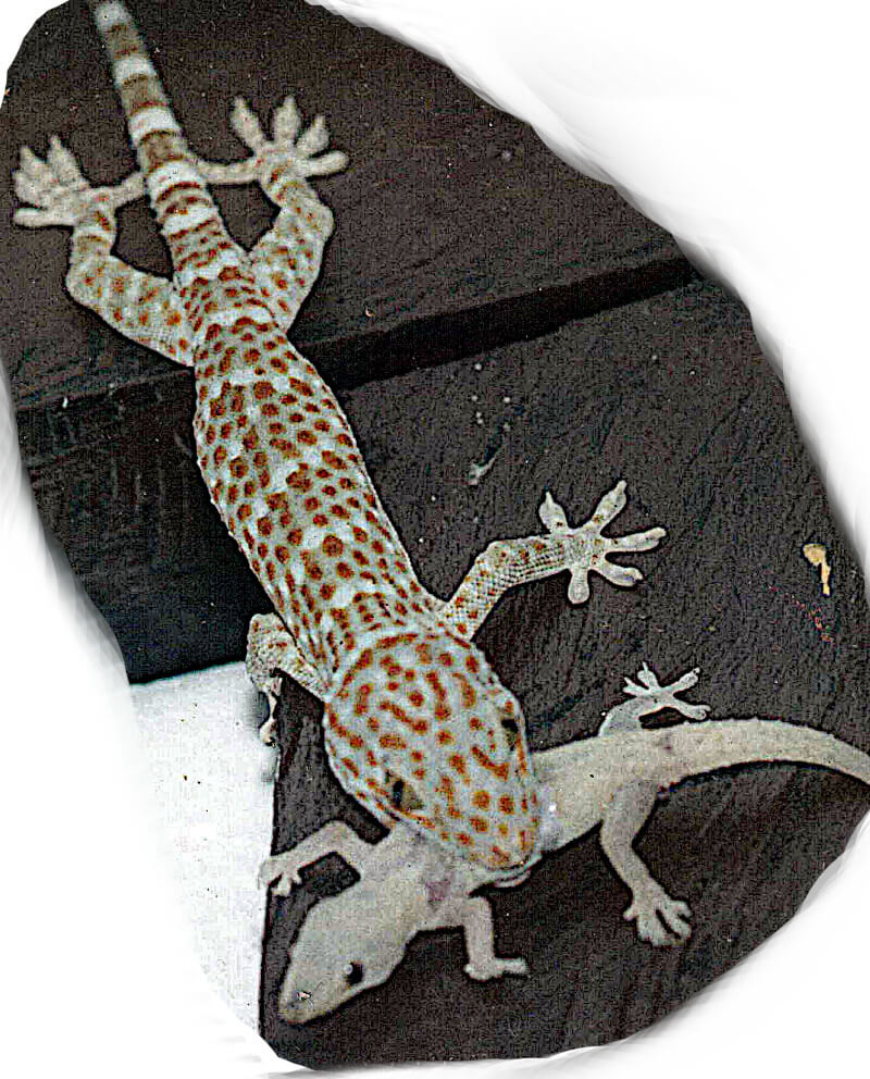 house gecko