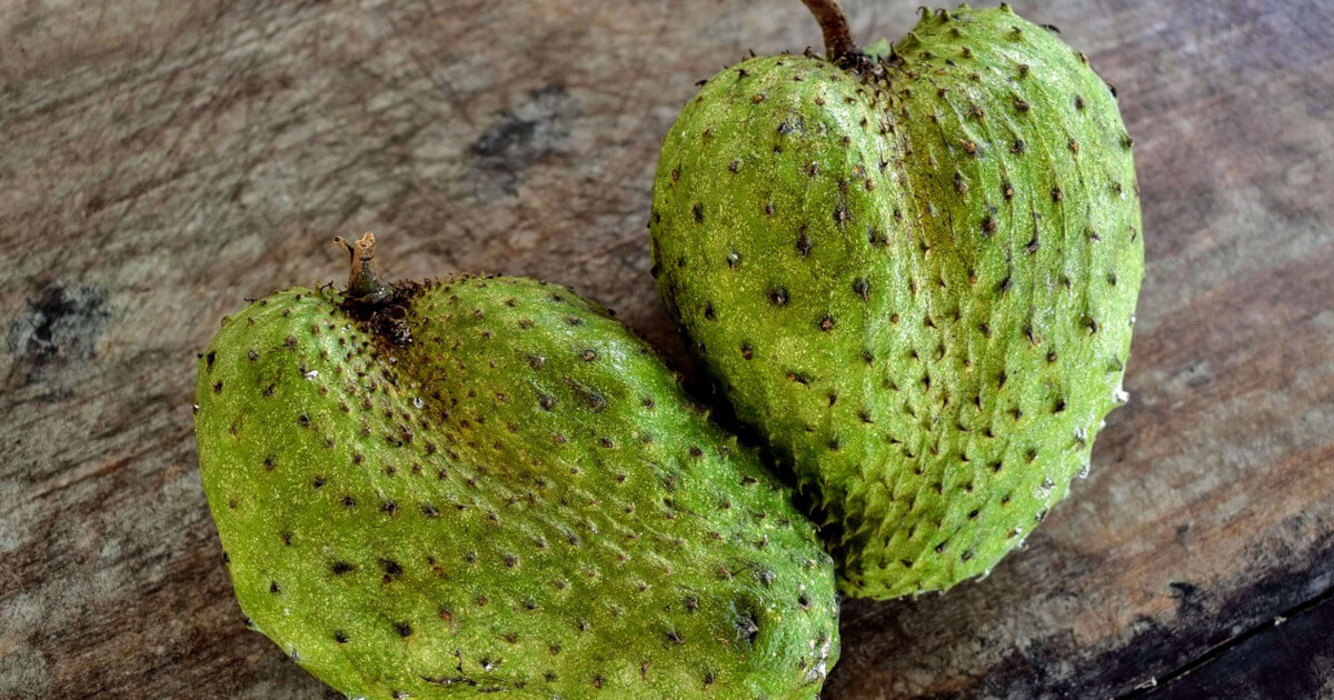 What Does Soursop Do for the Body? 4+ Health Benefits 1 what does soursop do for the body