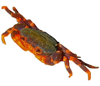 Biodiversity Differences in Freshwater and Estuarine Ecosystems 2 Insulamon sp., a freshwater crab endemic in Palawan.