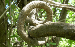 Environmental Perspective in Action: The Balete Tree Story 2 balete