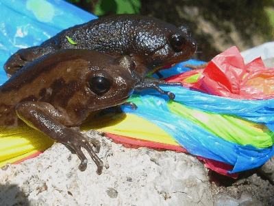 weird frogs