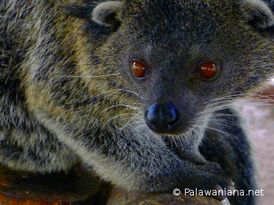 Newly Discovered Mammal Species Olinguito vs The Bearcat 1 Palawan bearcat