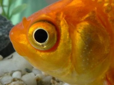 4 Tips on How to Take Pictures Useful in Your Research 1 fisheye