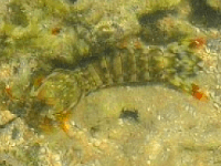 baby lobster