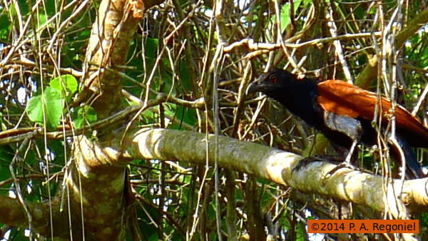 Palawan Greater Coucal: Three Roles in the Forest Ecosystem 1 greater coucal