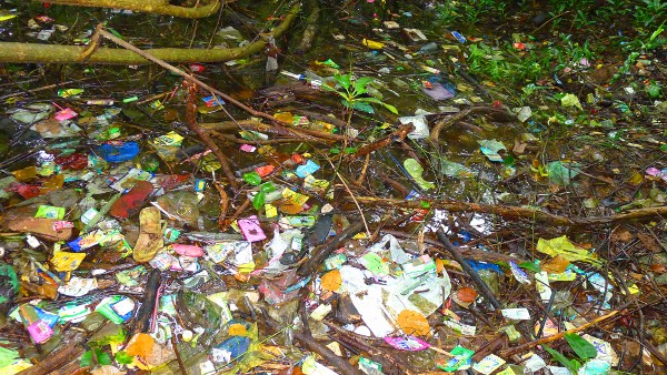BioBlitz of a Disturbed Mangrove Ecosystem 1 floating waste