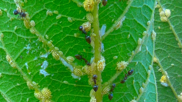 Solution to World Hunger: Eat the r Strategists 1 aphids and ants