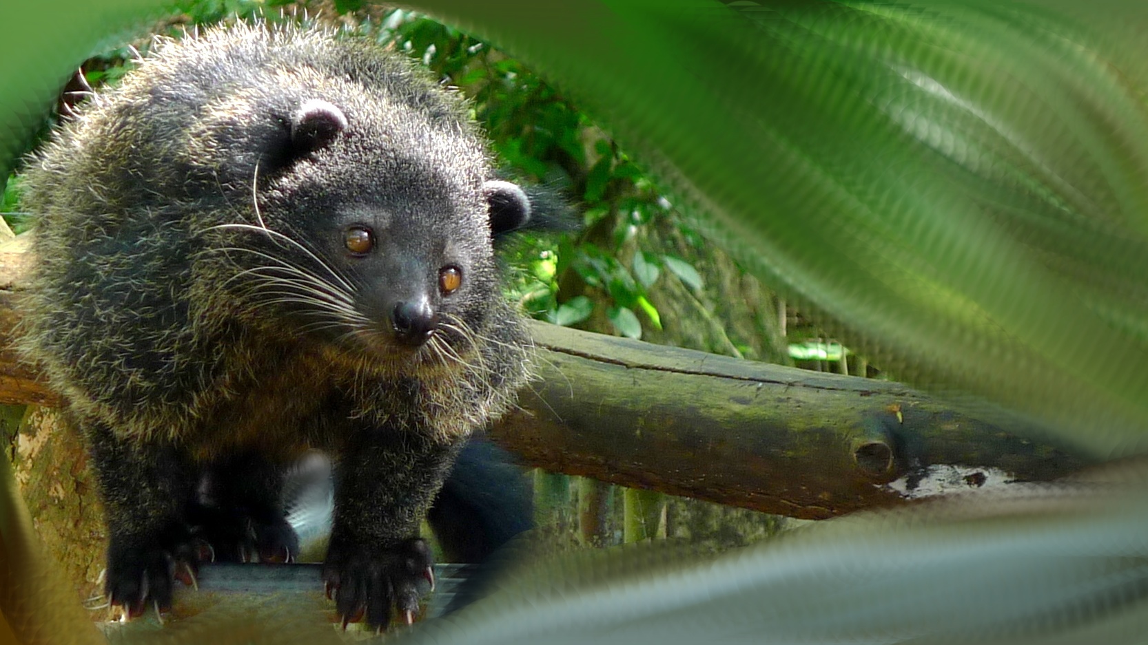 Solution to World Hunger: Eat the r Strategists 2 binturong