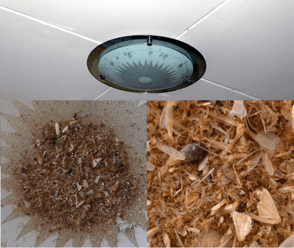 18 Kinds of Tiny Bugs Attracted to Light at Night 1 bugsattractedtolightatnight