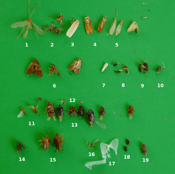 18 Kinds of Tiny Bugs Attracted to Light at Night 2 bugsattractedtolight