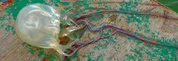 Three Simple Facts About Jellyfishes 2 jellyfish with tentacles