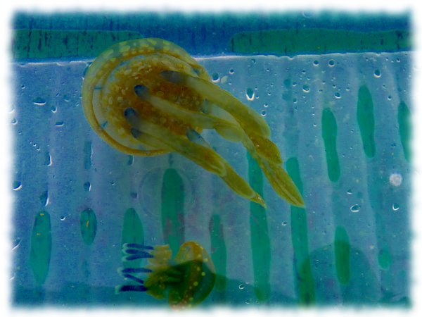 Three Simple Facts About Jellyfishes 1 jelly fishes