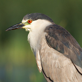 Night Heron