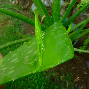 aloe vera benefits
