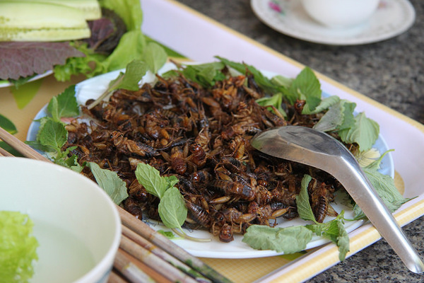 Eating Insects as Food: A Practical Solution to World Hunger 1 insects as food