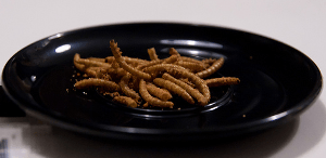 Eating Insects as Food: A Practical Solution to World Hunger 2 worm as food