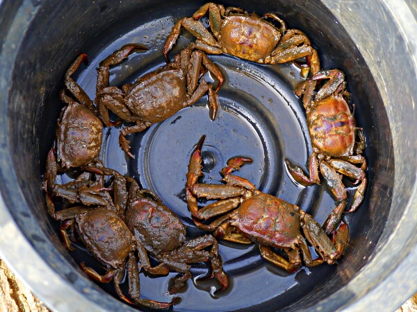 Crabbing: A Sustainable Livelihood in the Coasts of Magsaysay 2 crabs