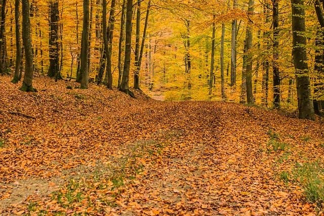 Tropical Ecosystems: 17 Ecosystems in Jeopardy 1 deciduous trees