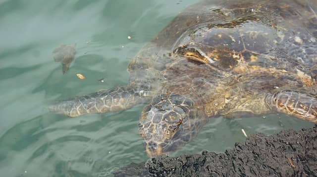 Tropical Ecosystems: 17 Ecosystems in Jeopardy 2 tropical ecosystem