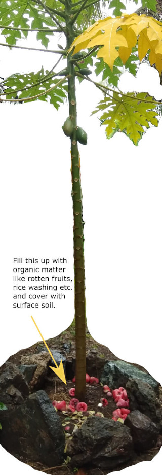 Innovative Gardening Idea: Find and Support a Plant Approach (FASP) 1 innovativegardeningidea