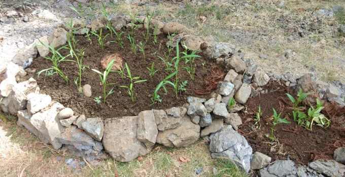 Lithic Mulching: An Amazing Ancient Gardening Technique to Cope with COVID-19