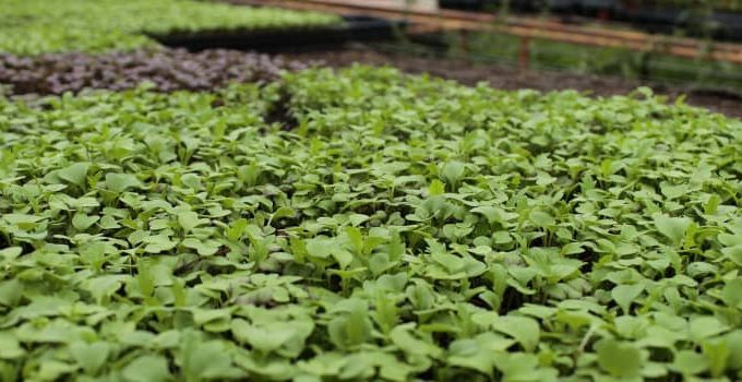 Food Insecurity: 2 Ways to Survive the Pandemic, Recession