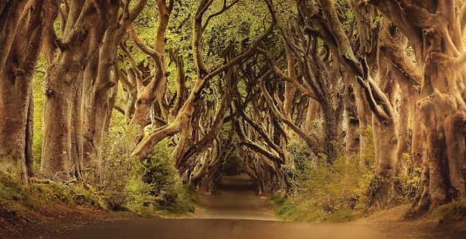 What is the Value of a Forest? 1001 Remarkable Uses