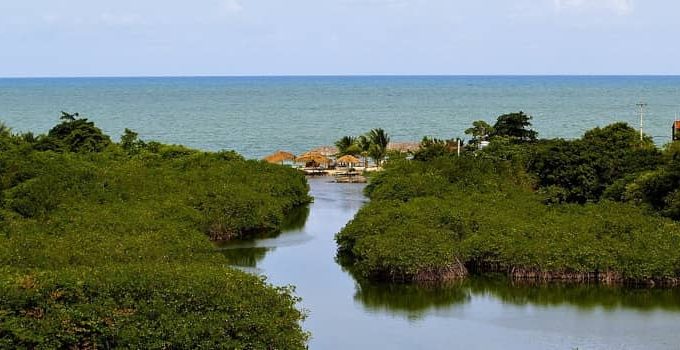 Ecosystem Services of Mangroves: 5 Essential Benefits