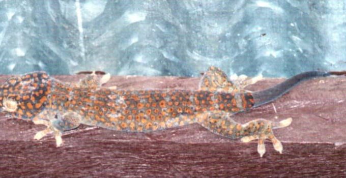 Why Don’t House Lizards Eat Dead Bugs?