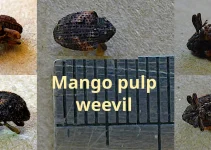 Mango Pulp Weevil: A Pest Control Problem in Palawan Island